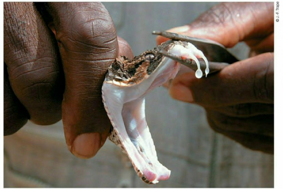 Morsures de serpents venimeux : principaux faits