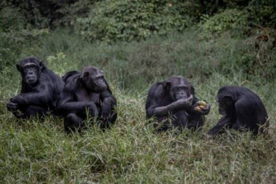 Sud-Kivu : colère de la société civile face à la récupération de 12 chimpanzés internés à Lwiro par la Direction générale de l'ICCN
