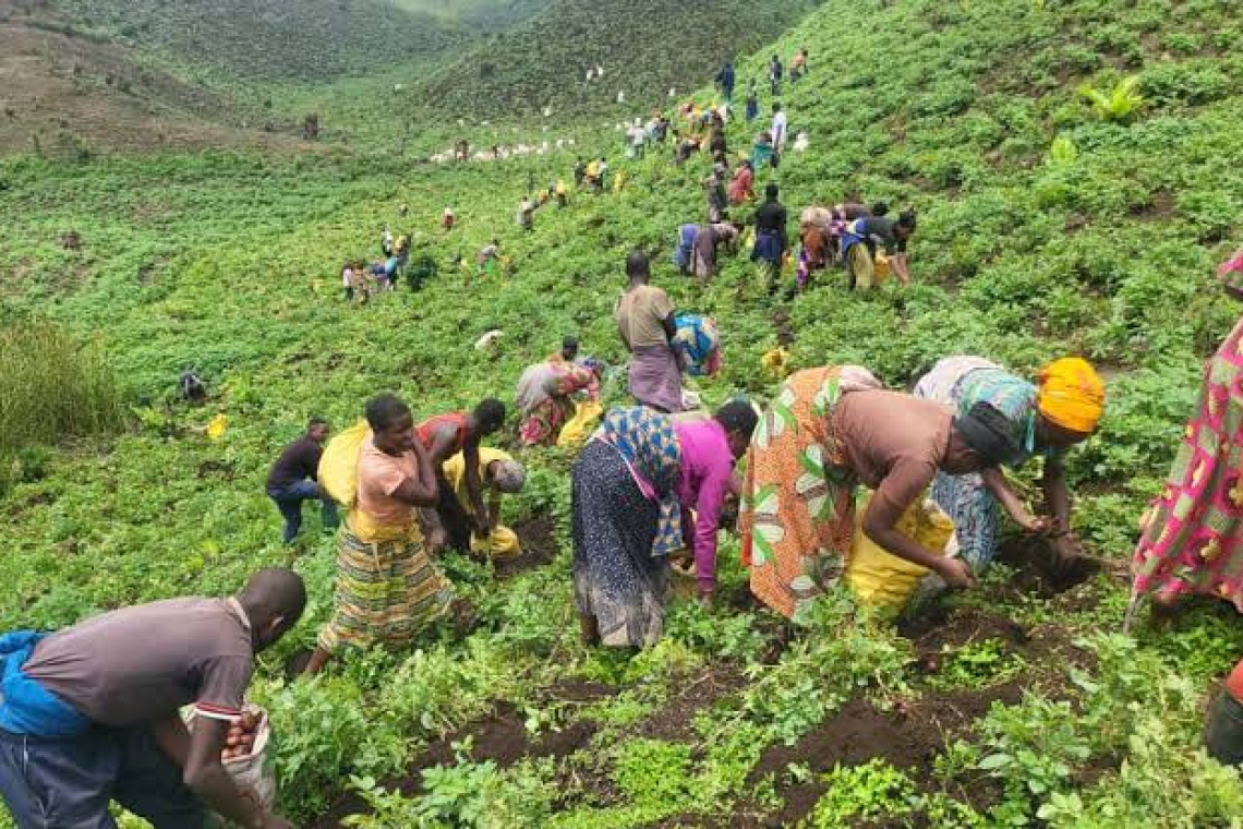 Nord-kivu/Rutshuru : les agriculteurs de Tongo face à une crise agricole majeure